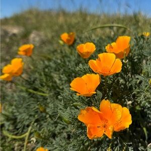 Meet your Posher, Sadie